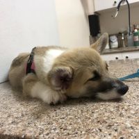 Midvalley Animal Clinic ico