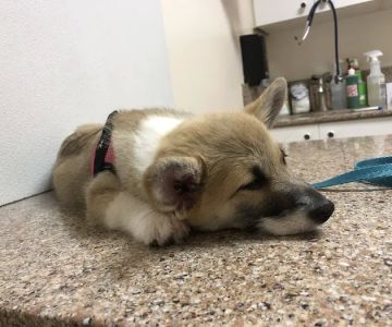 Midvalley Animal Clinic