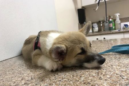 Midvalley Animal Clinic