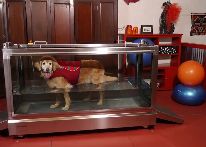 Alta Dog Rehabilitation 1