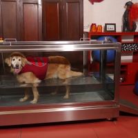 Alta Dog Rehabilitation ico