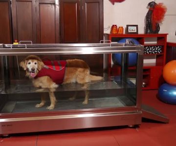 Alta Dog Rehabilitation