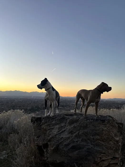 Alta Dog Rehabilitation 3
