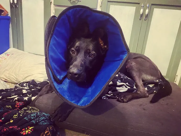 Alta Dog Rehabilitation 10