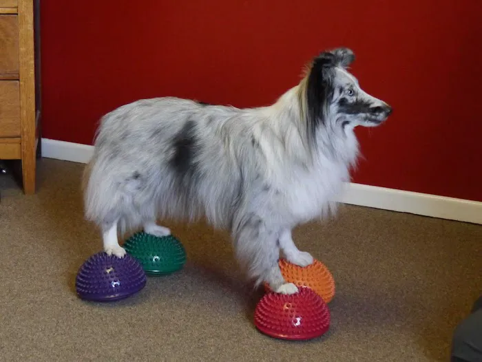Alta Dog Rehabilitation 5