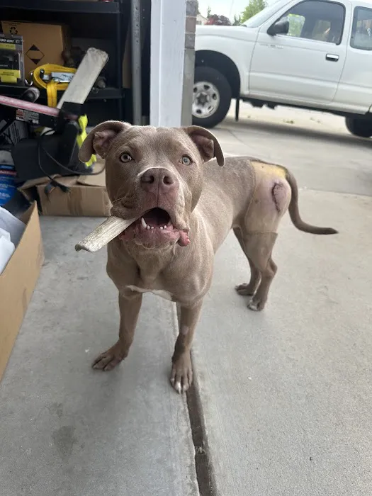 Alta Dog Rehabilitation 8