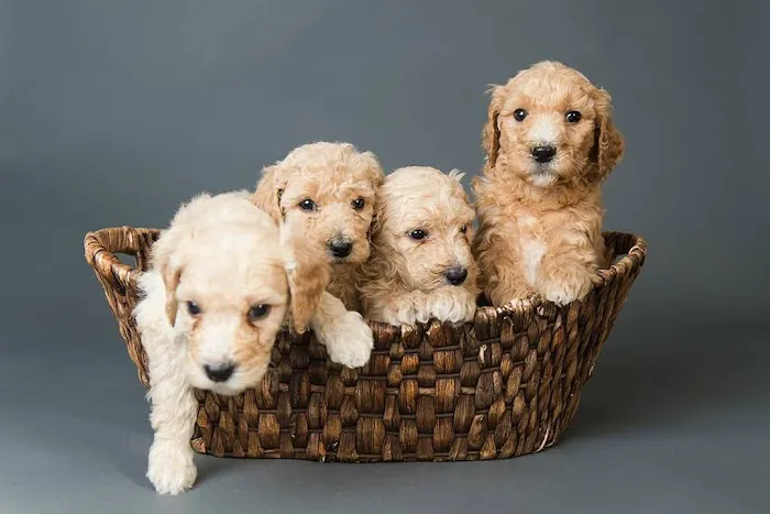 West Lake Animal Hospital 5