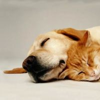West Lake Animal Hospital ico