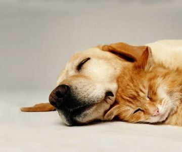 West Lake Animal Hospital