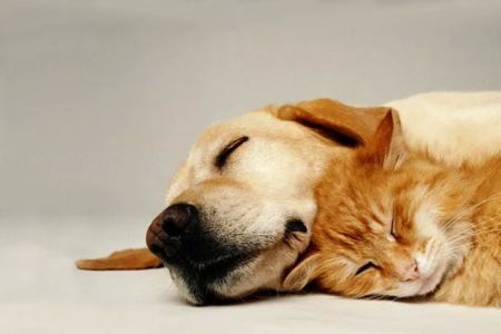 West Lake Animal Hospital