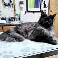 Hunter Animal Hospital ico