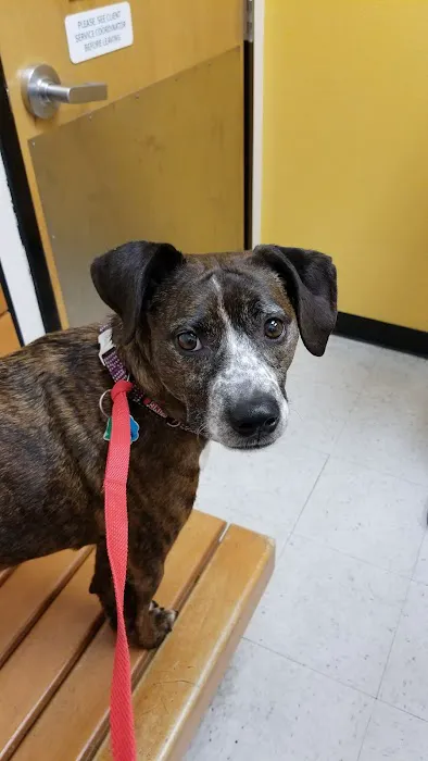 Banfield Pet Hospital 4