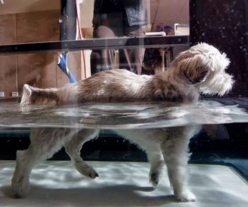 Utah Pet Rehab & Acupuncture Center, LLC