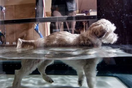Utah Pet Rehab & Acupuncture Center, LLC