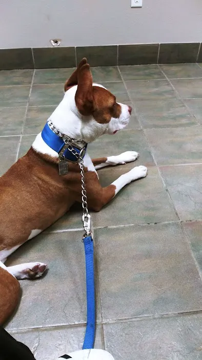 VCA Hualapai Animal Hospital 8