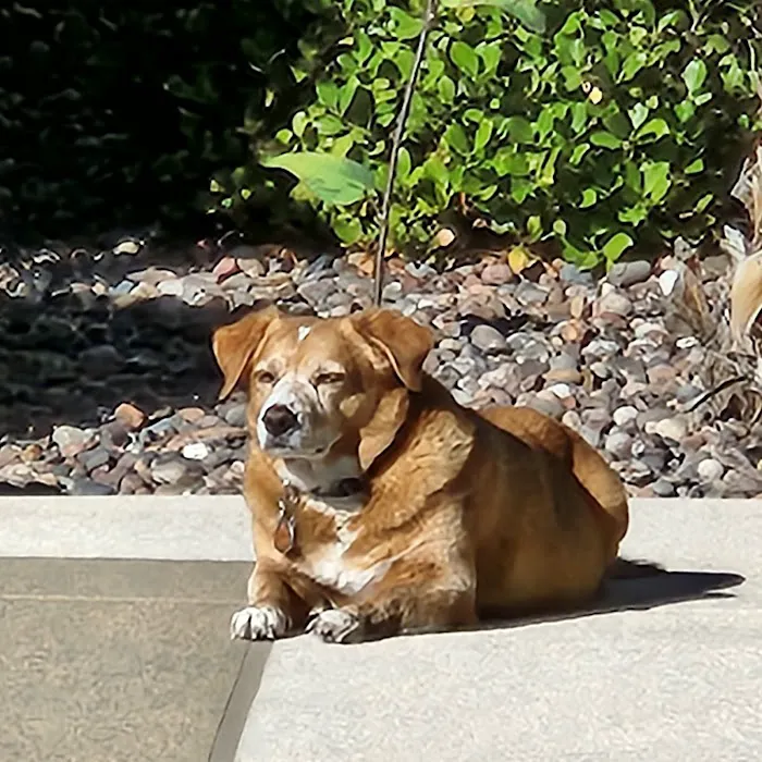 VCA Hualapai Animal Hospital 4