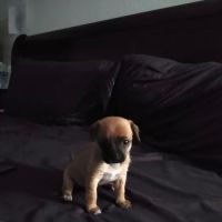 Banfield Pet Hospital ico