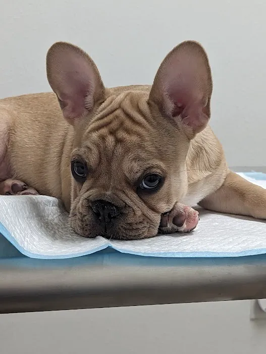 Advanced Animal Care Hospital 9