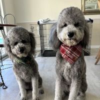 Advanced Animal Care Hospital ico