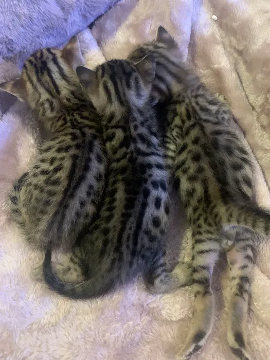 Exoticf1savannahs 6