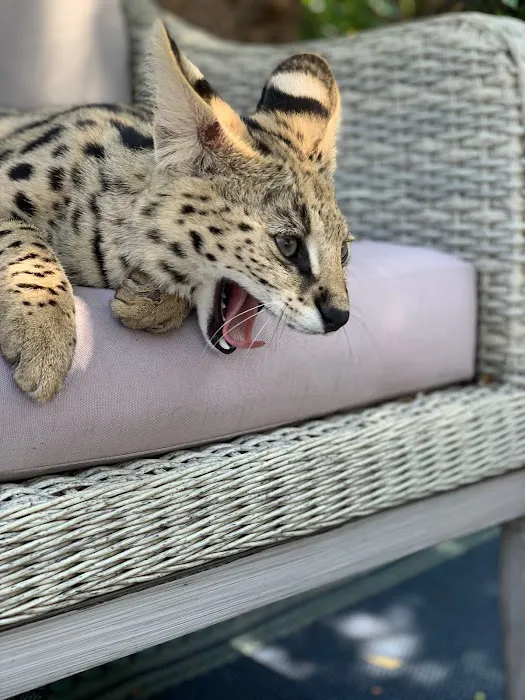 Exoticf1savannahs 1