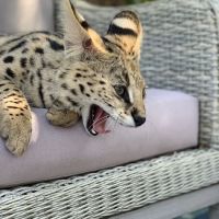 Exoticf1savannahs ico
