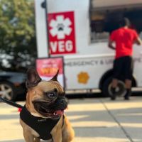 Veterinary Emergency Group ico