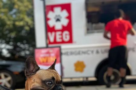 Veterinary Emergency Group