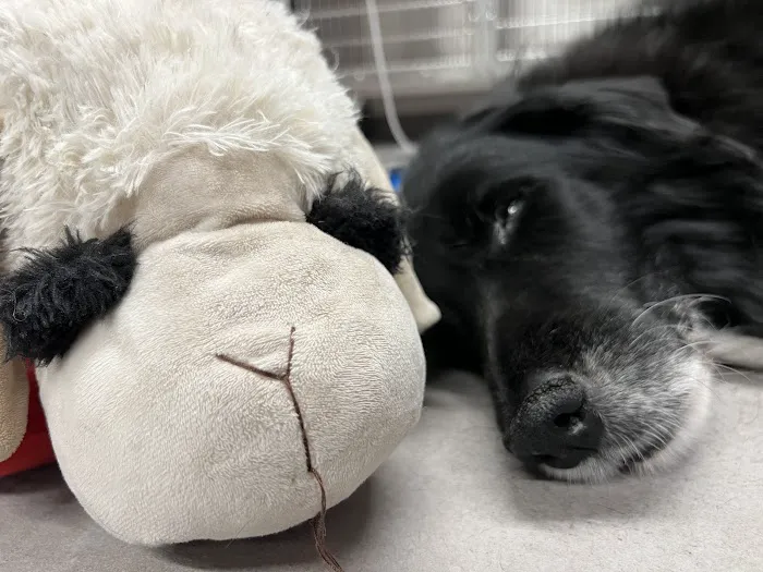 Veterinary Emergency Group 12