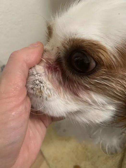 Blue Diamond Animal Hospital 10