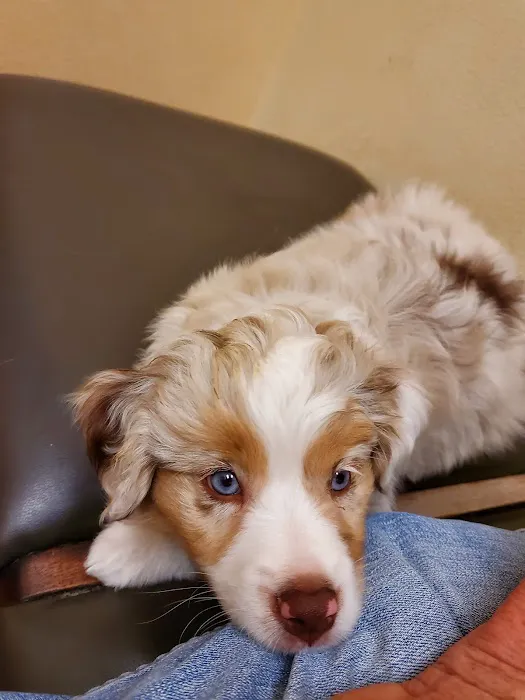 Blue Diamond Animal Hospital 6