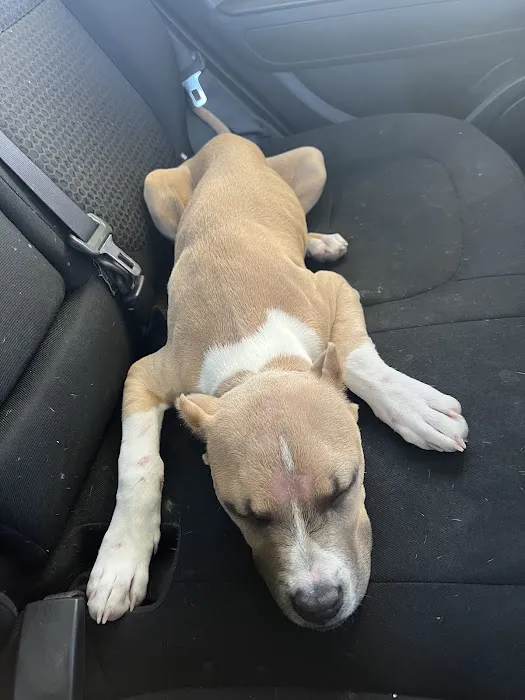 Blue Diamond Animal Hospital 8