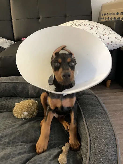 Blue Diamond Animal Hospital 7