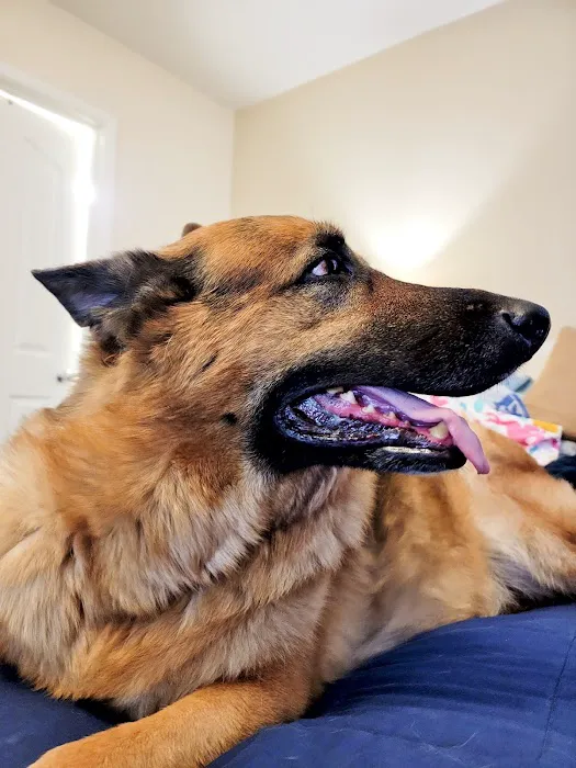 Dewey Veterinary Medical Center 12