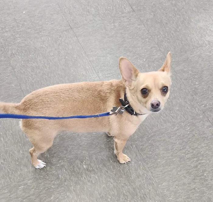 Dewey Veterinary Medical Center 12