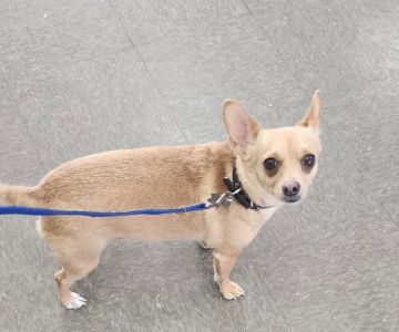 Dewey Veterinary Medical Center