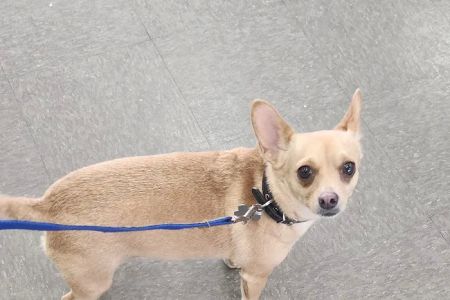 Dewey Veterinary Medical Center