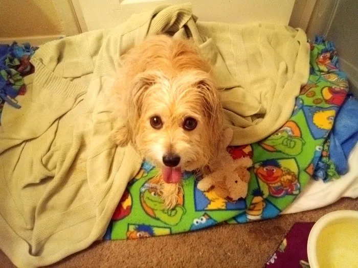 Dewey Veterinary Medical Center 12