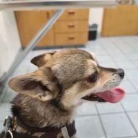 Banfield Pet Hospital ico