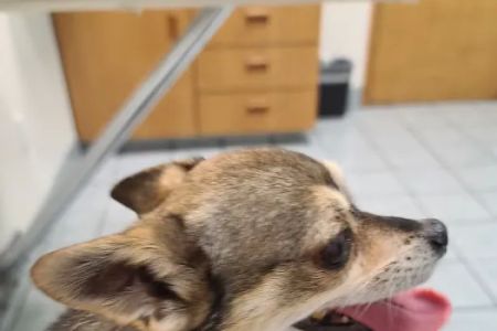Banfield Pet Hospital