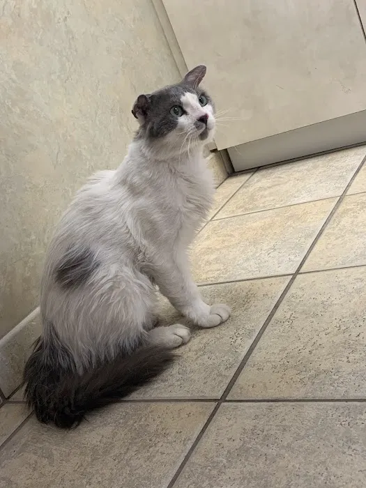 West Charleston Animal Hospital 12