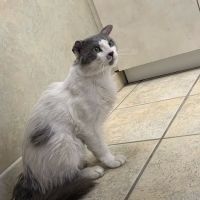 West Charleston Animal Hospital ico