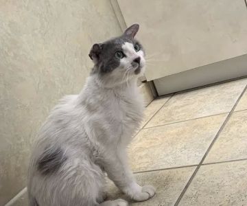 West Charleston Animal Hospital