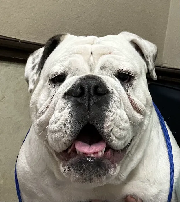 West Charleston Animal Hospital 12