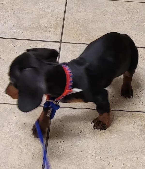 West Charleston Animal Hospital 12