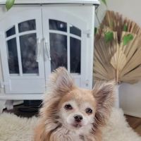 Mauer Animal Clinic ico