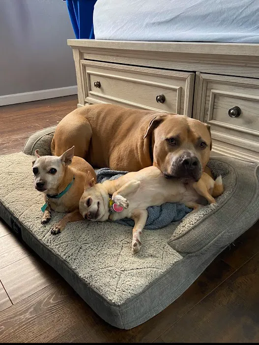 Vegas Valley Pet Hospital 8