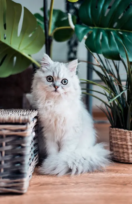 Vegas Valley Pet Hospital 4