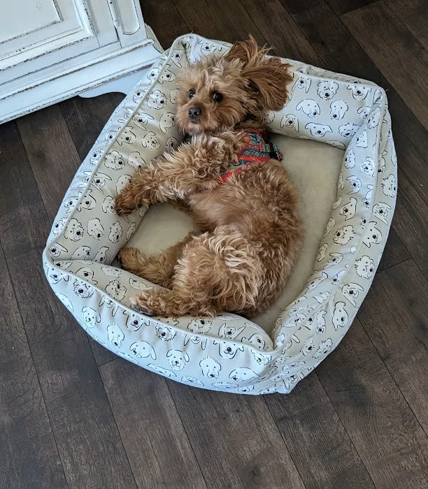 Vegas Valley Pet Hospital 7