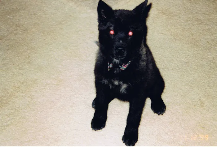 Rainbow Animal Hospital: Wolf S DVM 12
